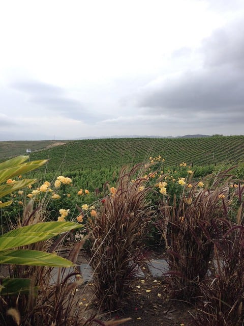 Landscape view of a vineyard