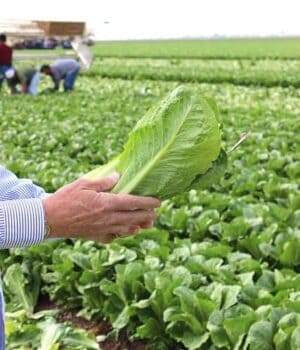 A picture of someone holding lettuce in a large field.