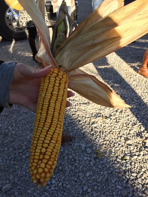 A hand holding an ear of corn