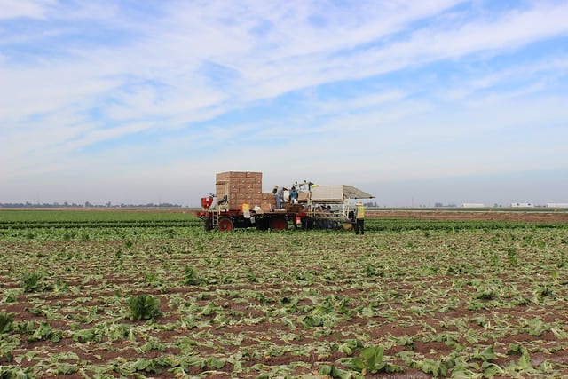 Workers filling produce boxes in a farm field.