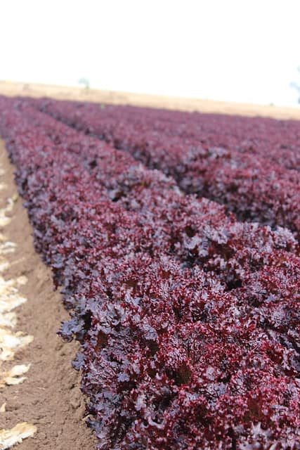 Red romaine lettuce growing in long rows