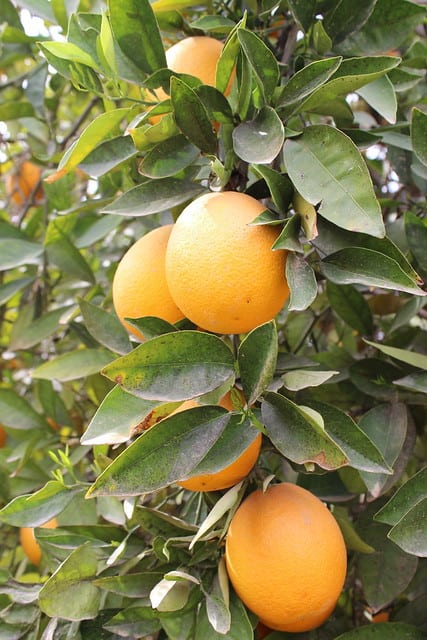 Close-up of citrus fruit growing on a tree
