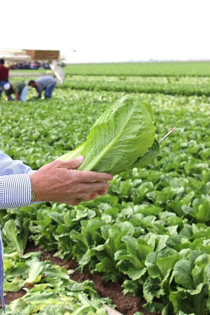 Hands holding a head of romaine lettuce with a field of romaine plants behind.