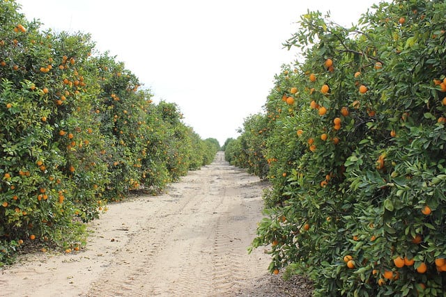 A dirt road through a citrus grove