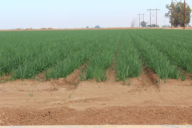 A field of scallions growing on a produce farm