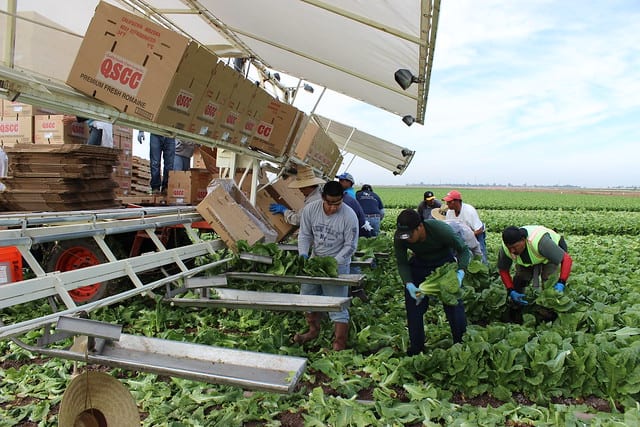 Workers harvesting lettuce and filling boxes on a farm