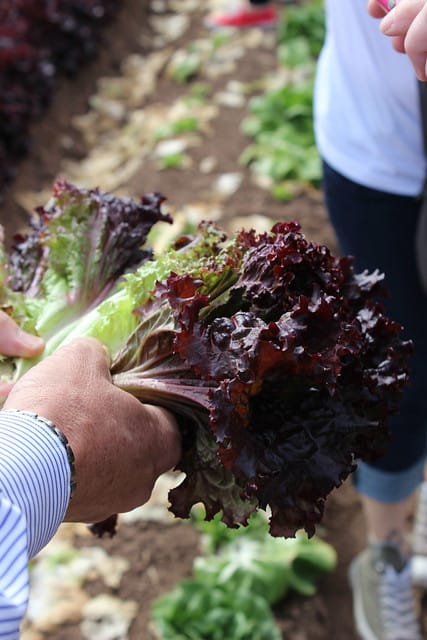 Hands holding freshly-harvested red romaine lettuce