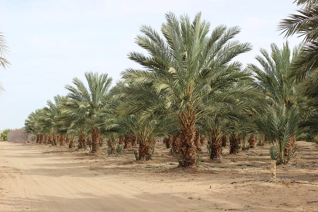 A grove of date trees