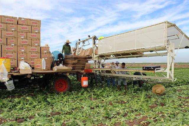 A produce harvesting operation filling boxes in a farm field