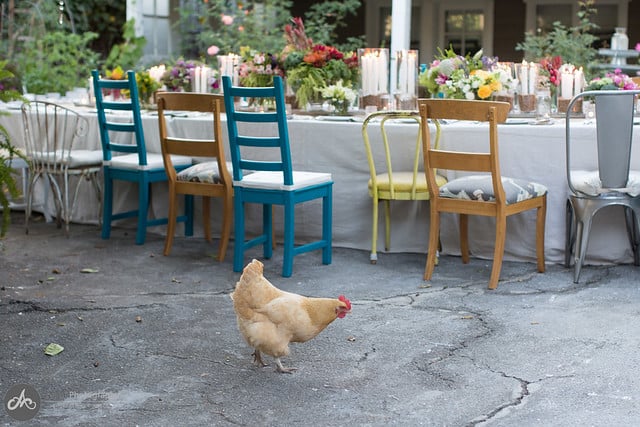 A chicken walking alongside an outdoor table set with fresh flowers and place settings